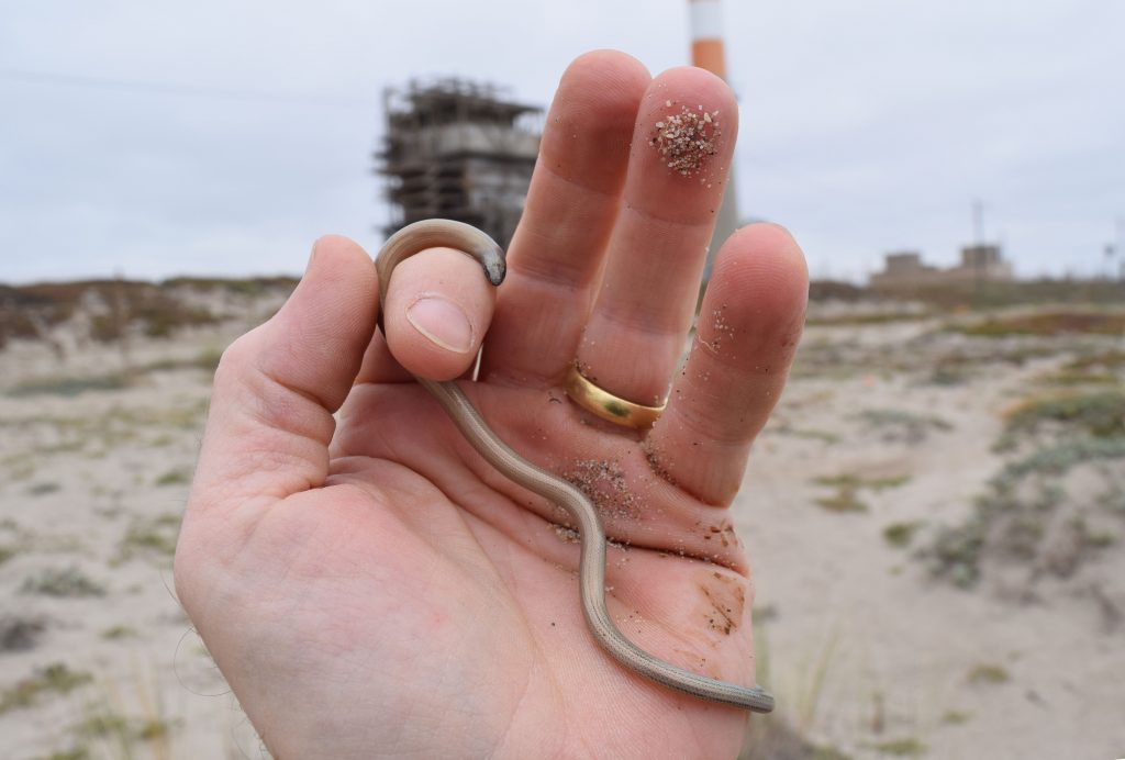 It’s not a worm! A silvery legless lizard at the site of the proposed Puente Power Plant on Mandalay Beach in Oxnard.